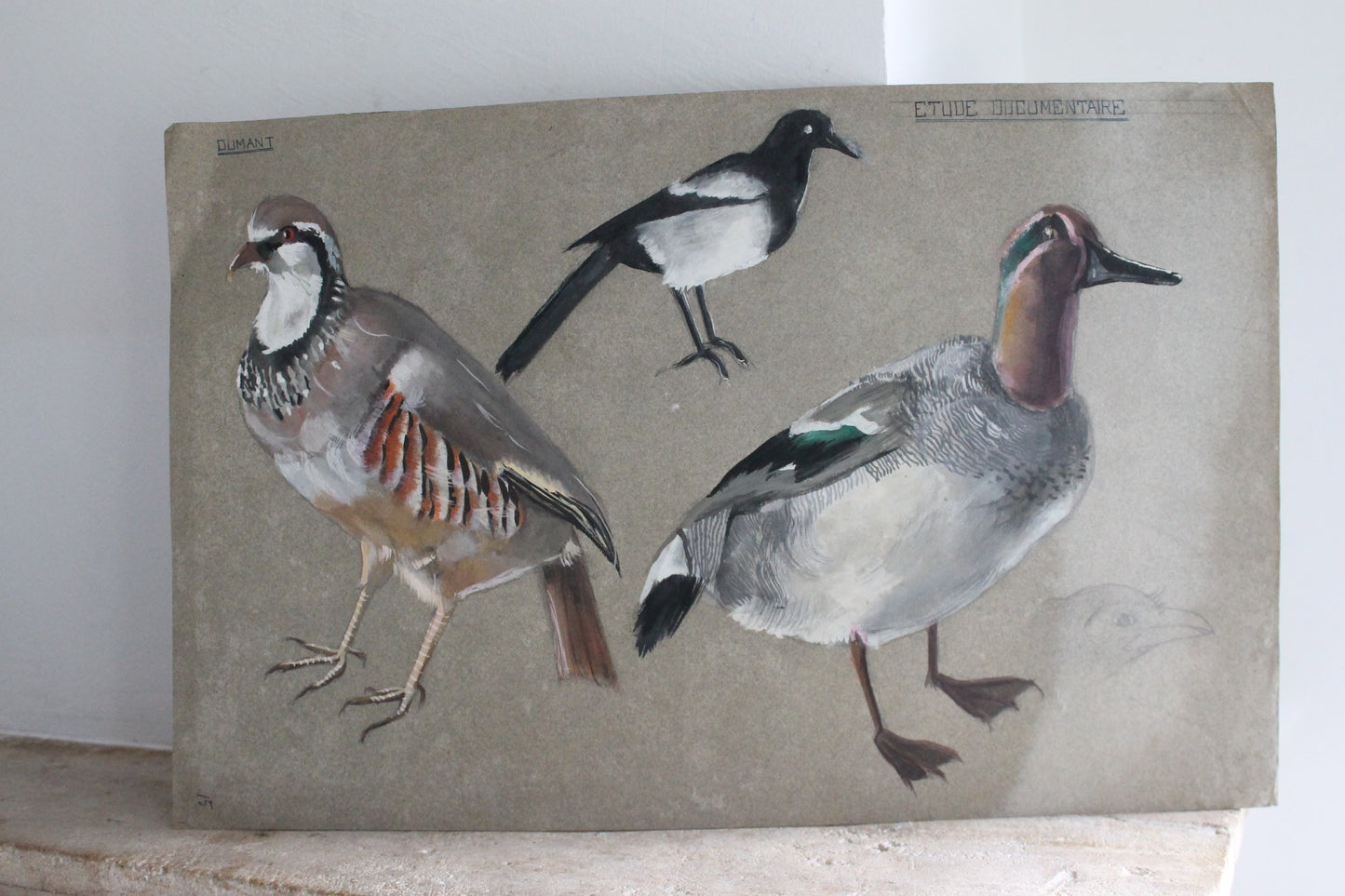 Etude documentaire d'oiseaux Dumant dessins 1951
