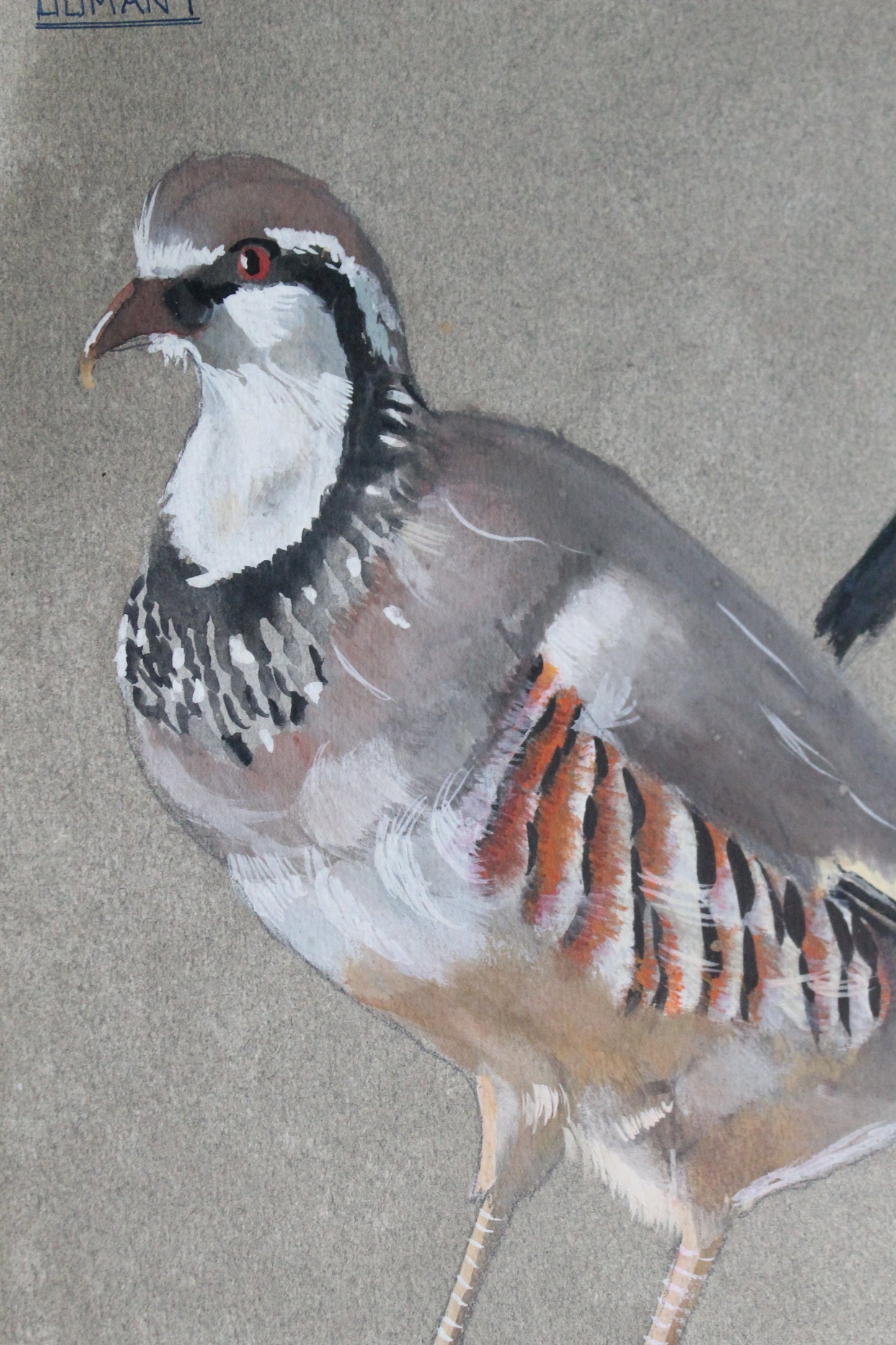 Etude documentaire d'oiseaux Dumant dessins 1951
