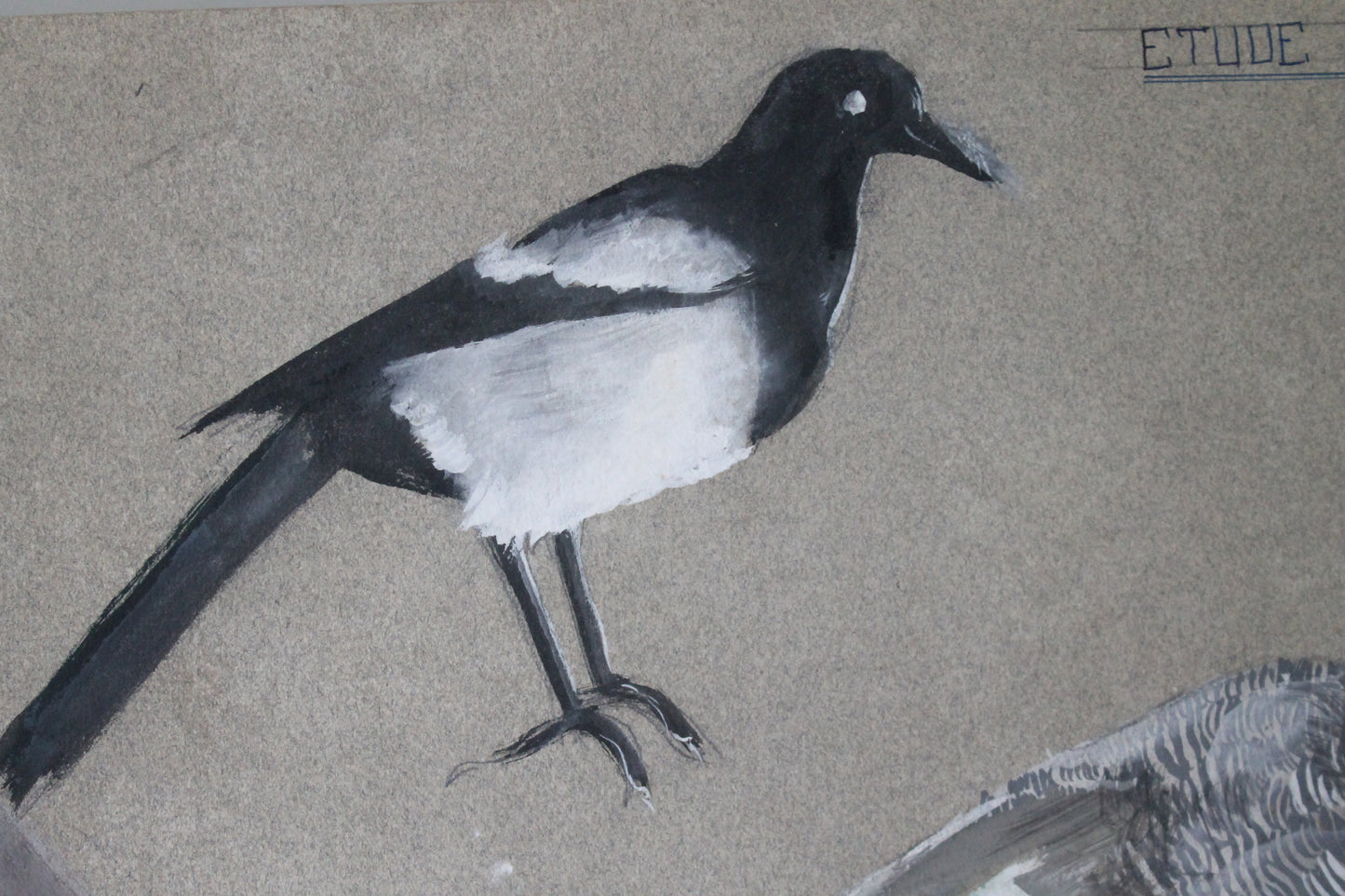 Etude documentaire d'oiseaux Dumant dessins 1951