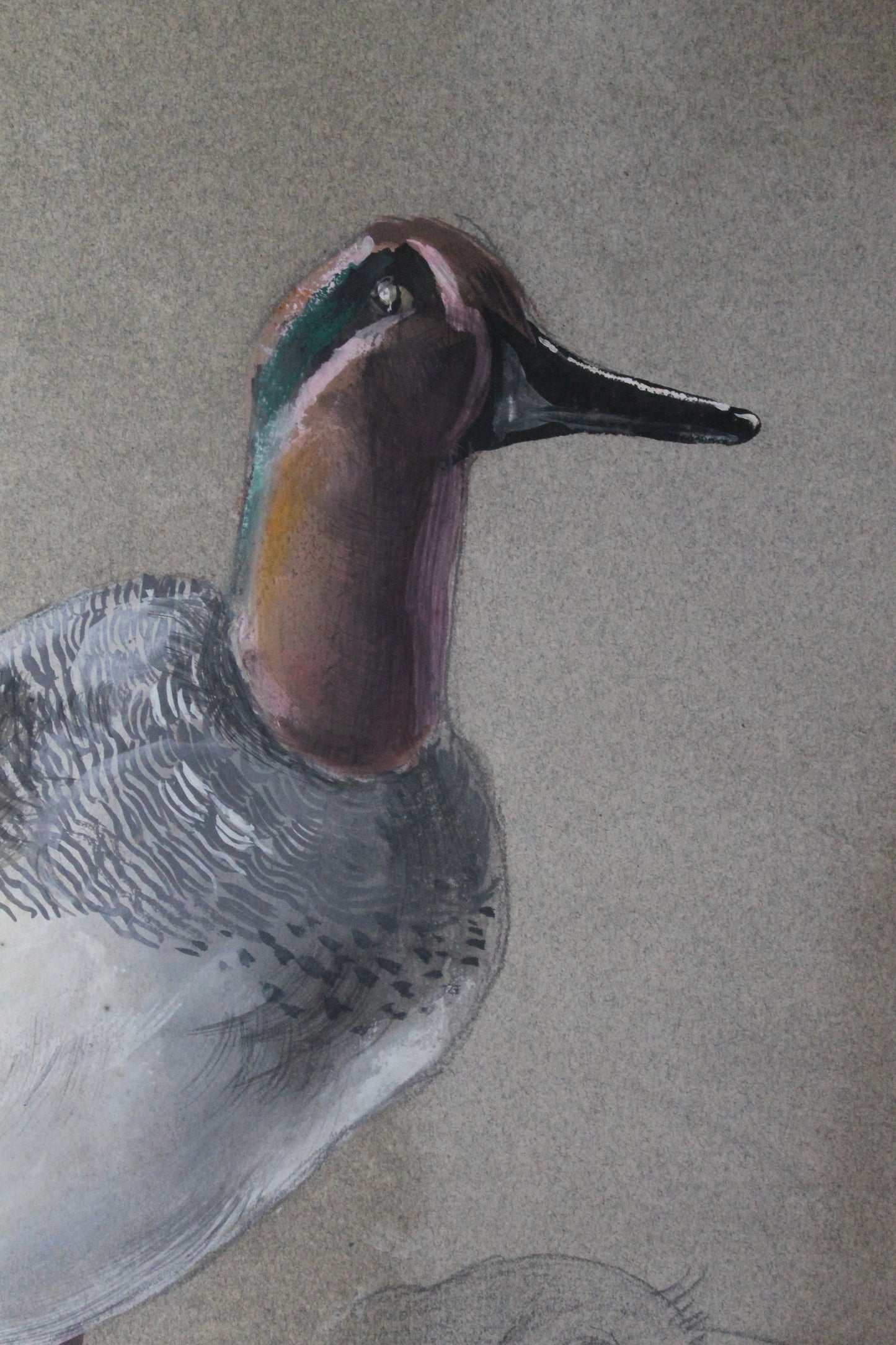 Etude documentaire d'oiseaux Dumant dessins 1951