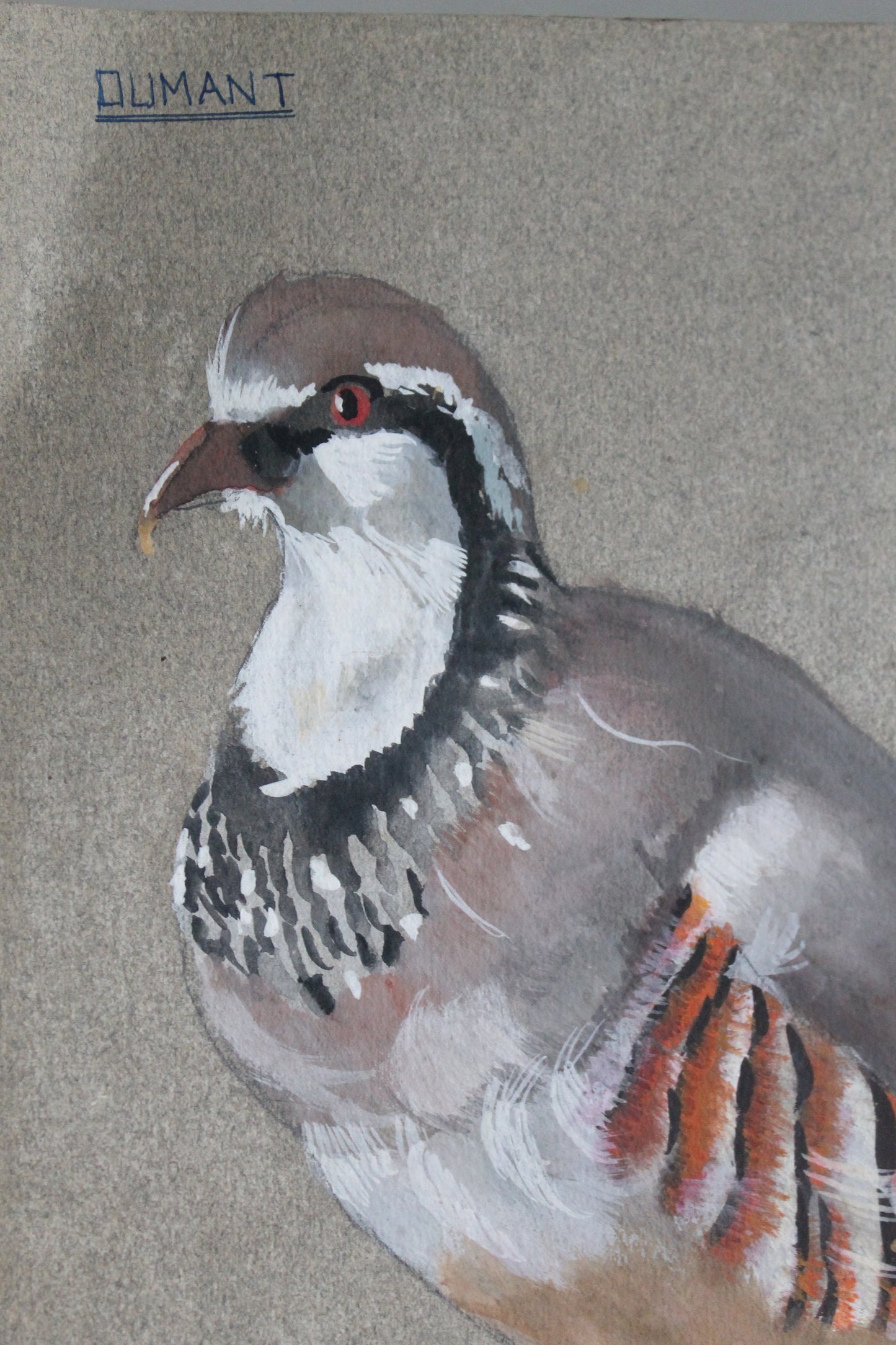 Etude documentaire d'oiseaux Dumant dessins 1951