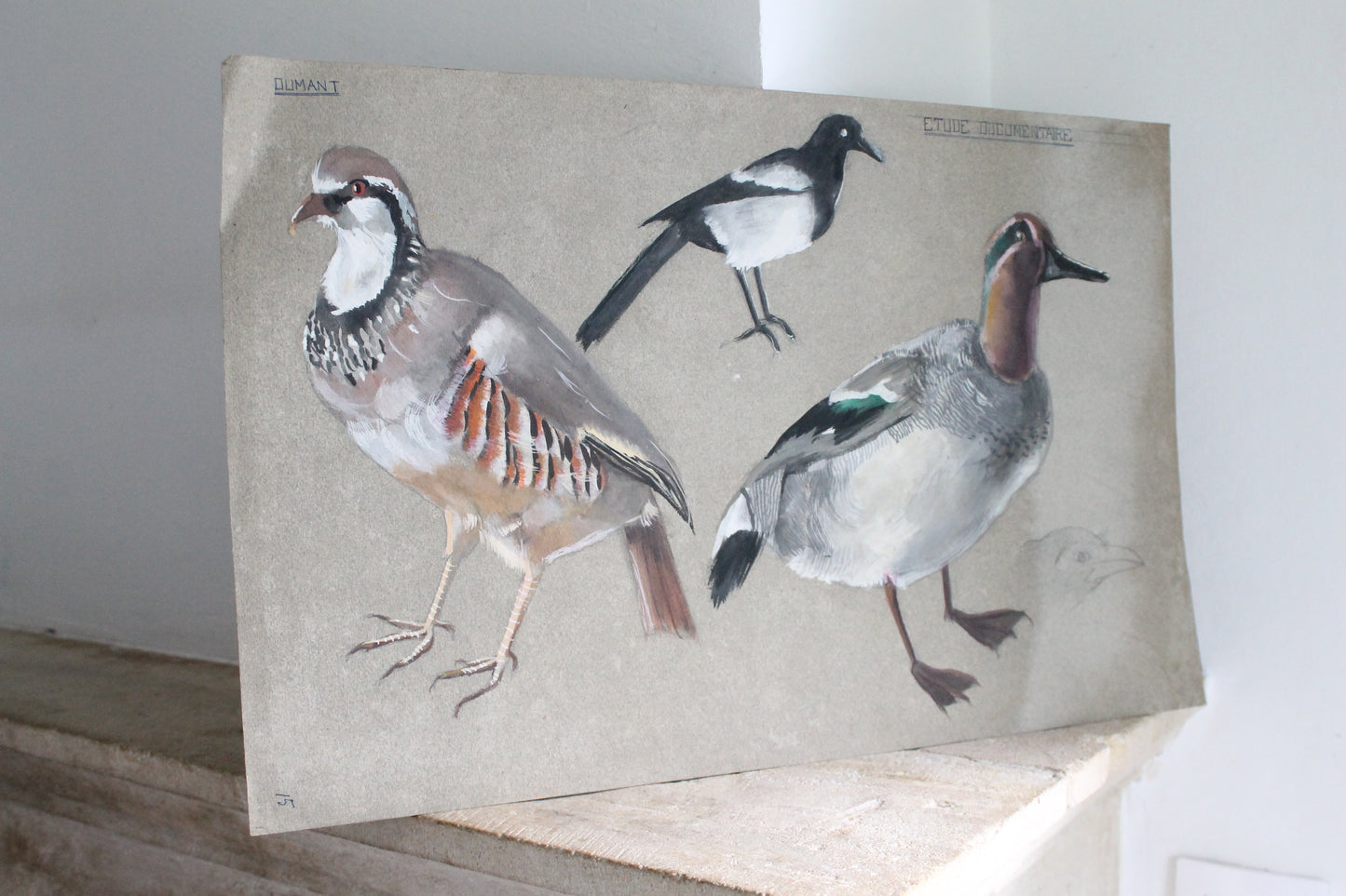 Etude documentaire d'oiseaux Dumant dessins 1951