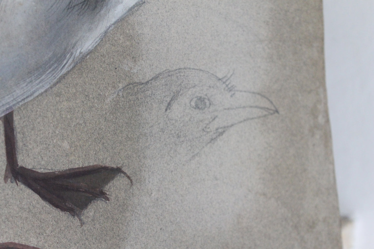 Etude documentaire d'oiseaux Dumant dessins 1951