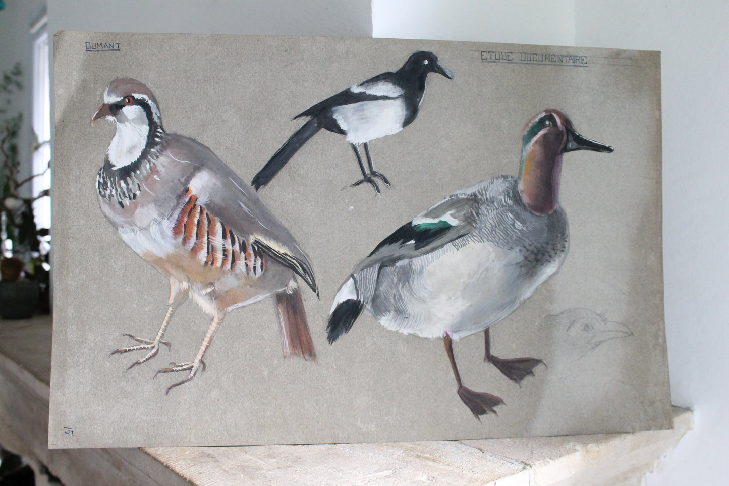Etude documentaire d'oiseaux Dumant dessins 1951