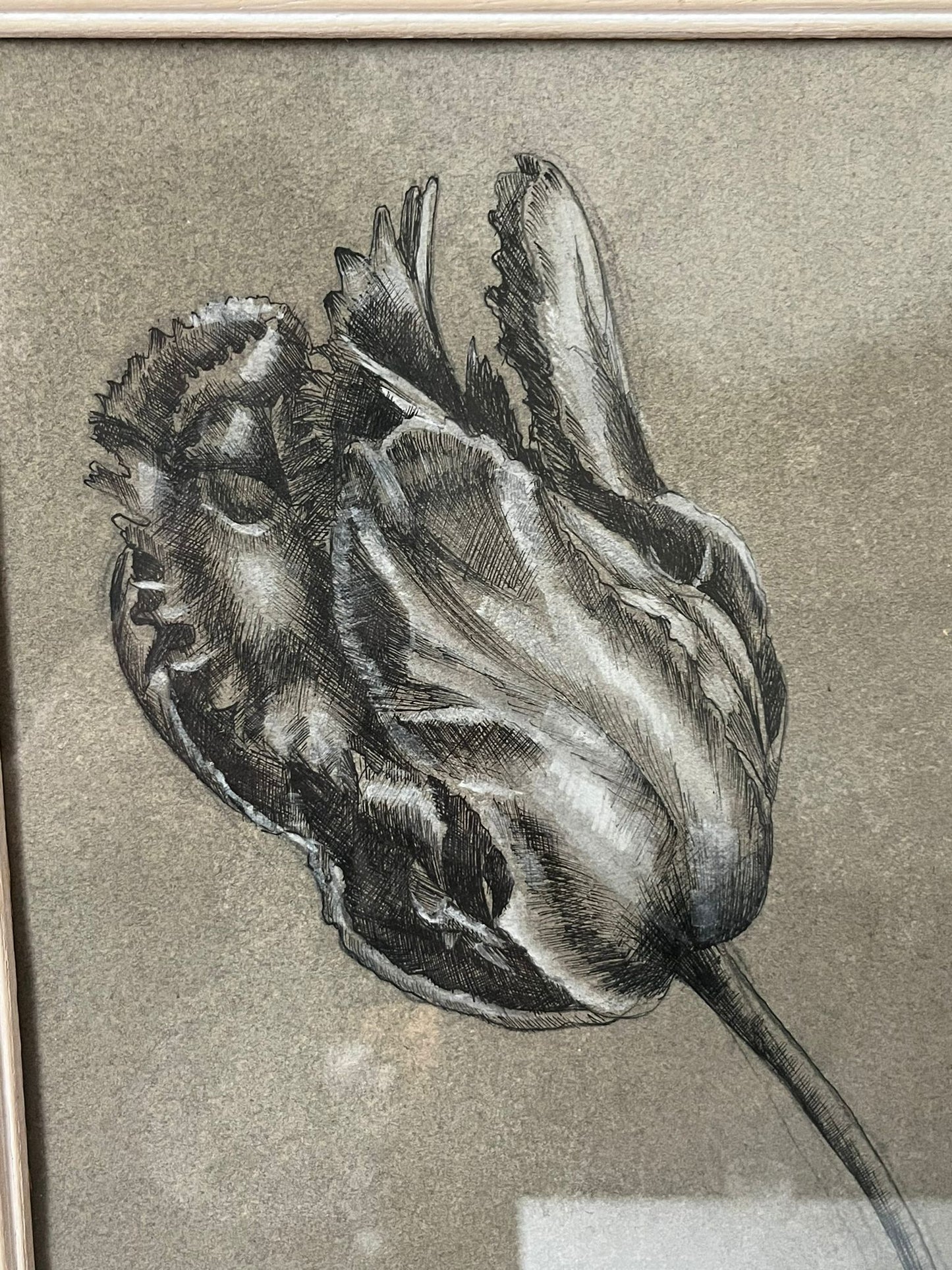 Etude documentaire d'une fleur, dessin, Dumant, 1951