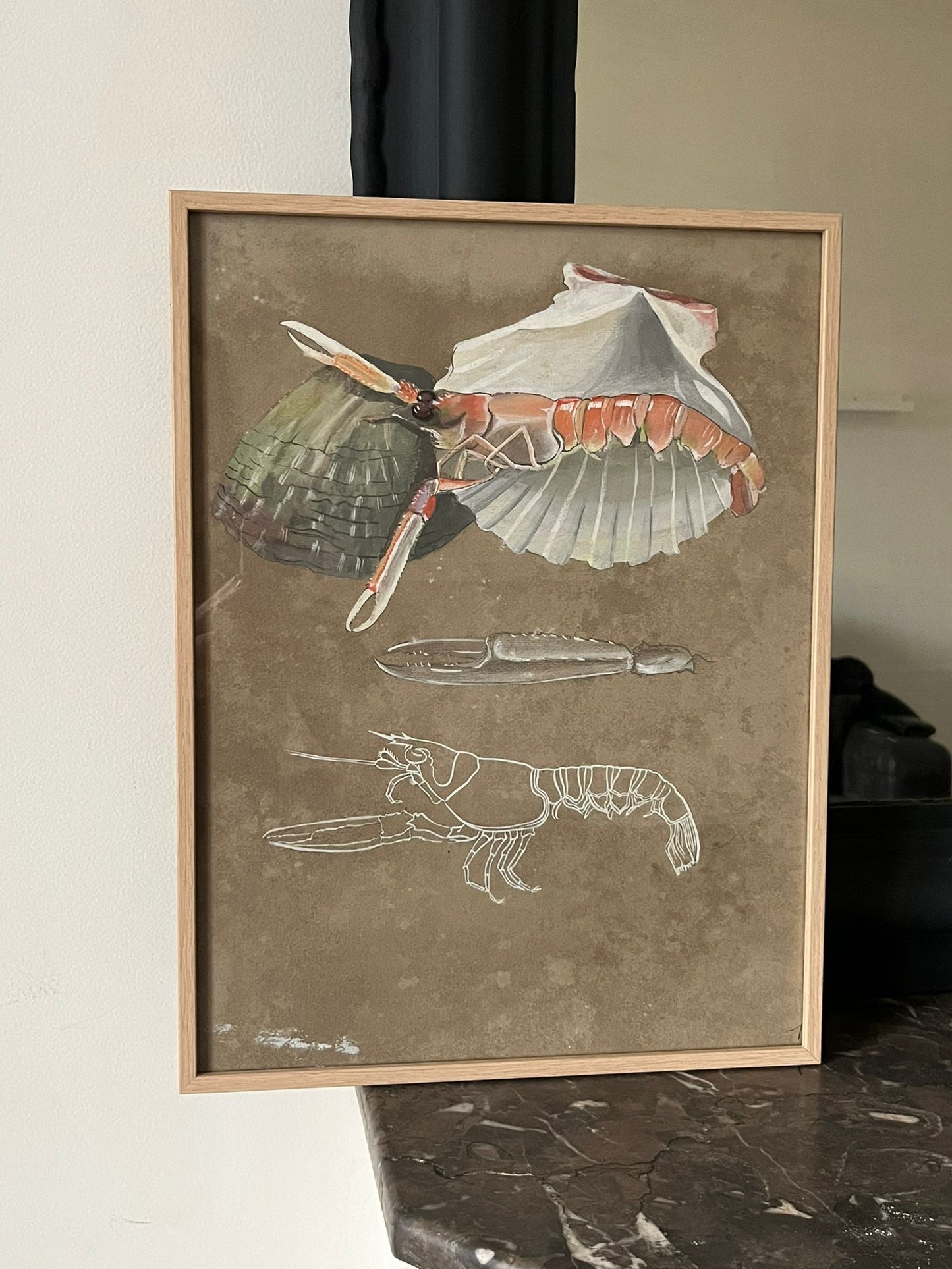 Etude documentaire d'une langoustine par l'artiste Dumant en 1951