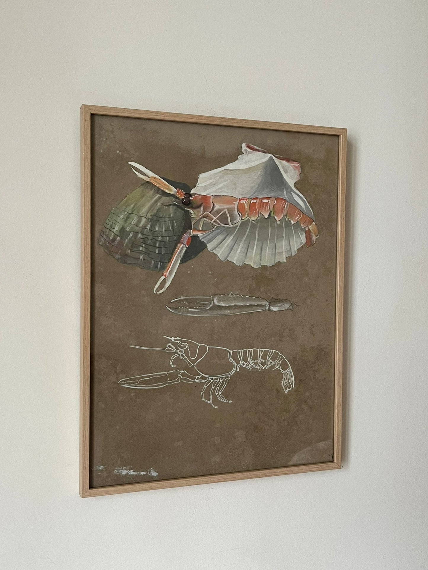 Etude documentaire d'une langoustine par l'artiste Dumant en 1951