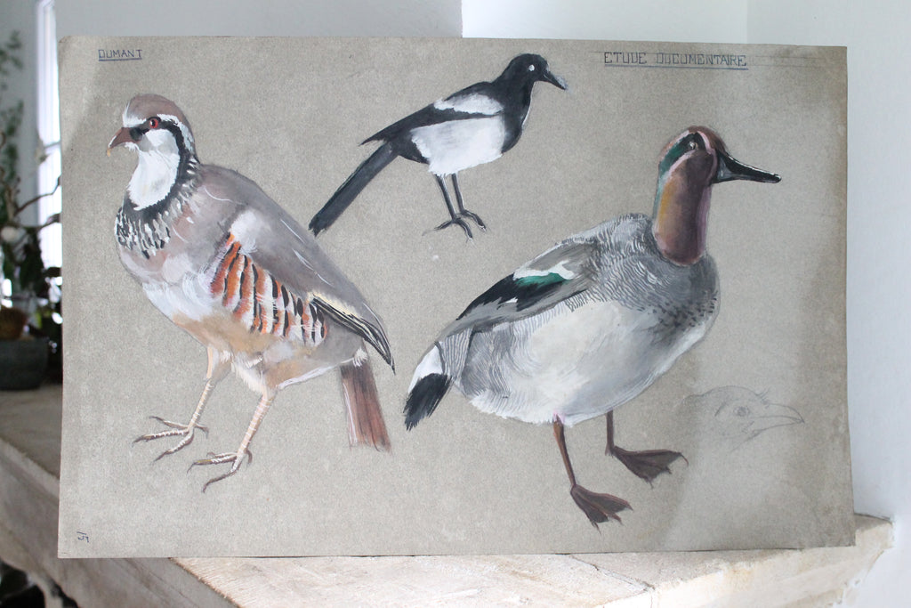 Etude documentaire d'oiseaux Dumant dessins 1951