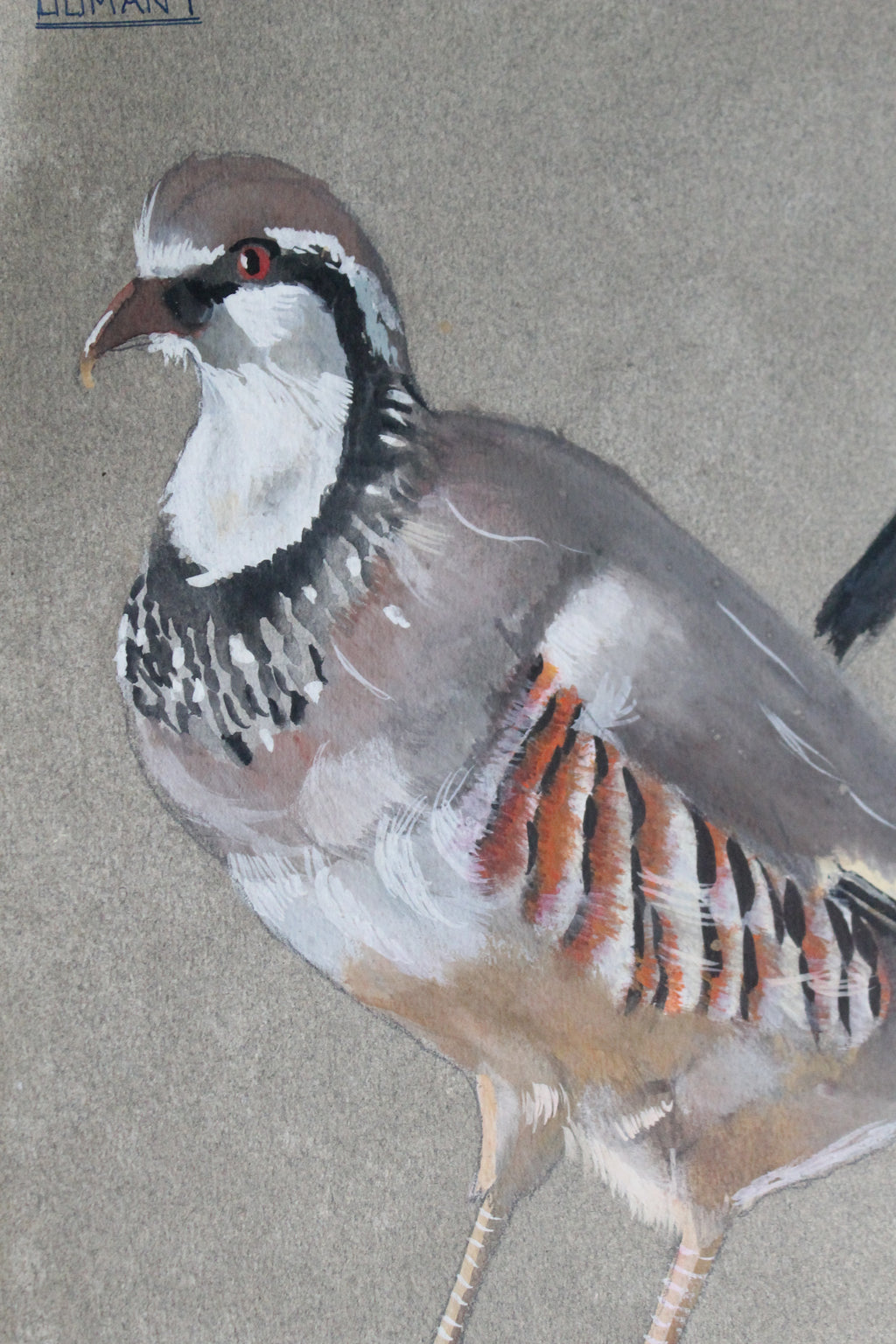 Etude documentaire d'oiseaux Dumant dessins 1951