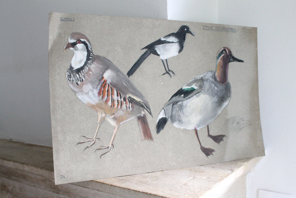 Etude documentaire d'oiseaux Dumant dessins 1951