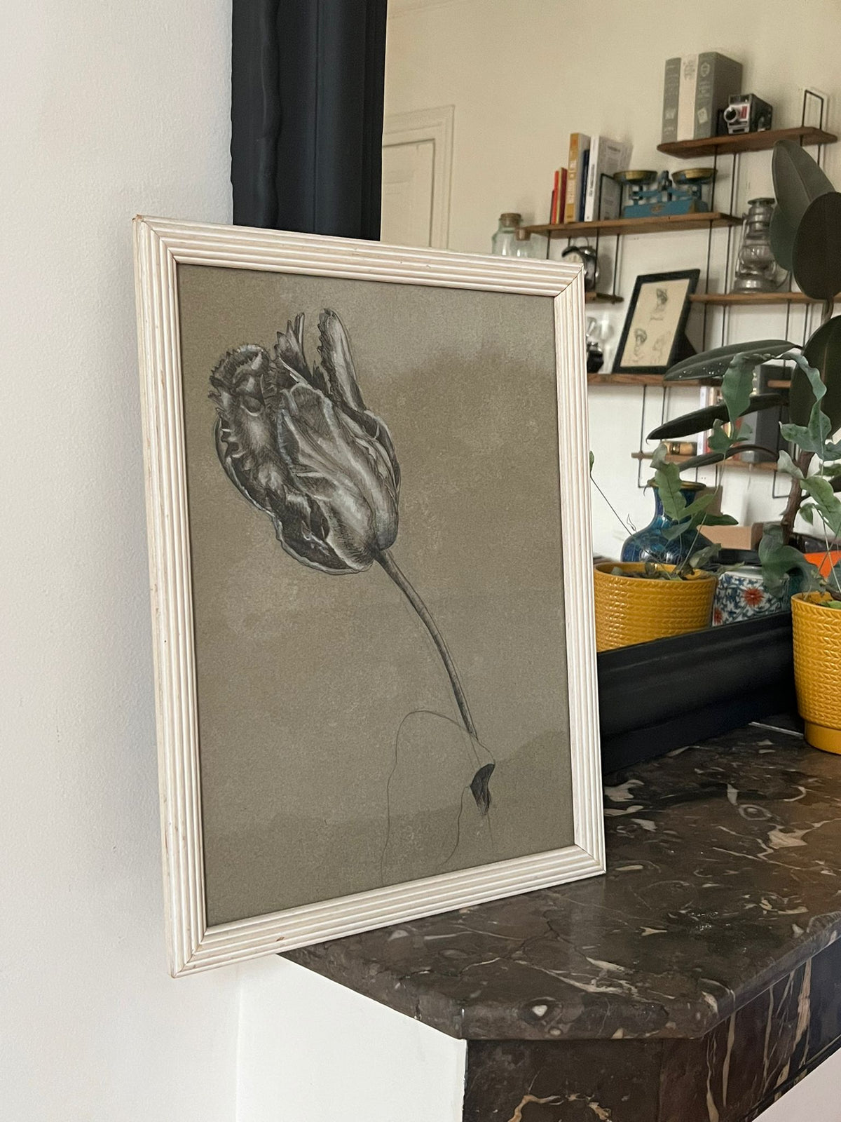 Etude documentaire d'une fleur, dessin, Dumant, 1951
