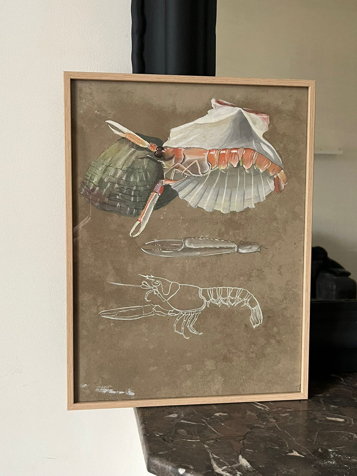 Etude documentaire d'une langoustine par l'artiste Dumant en 1951