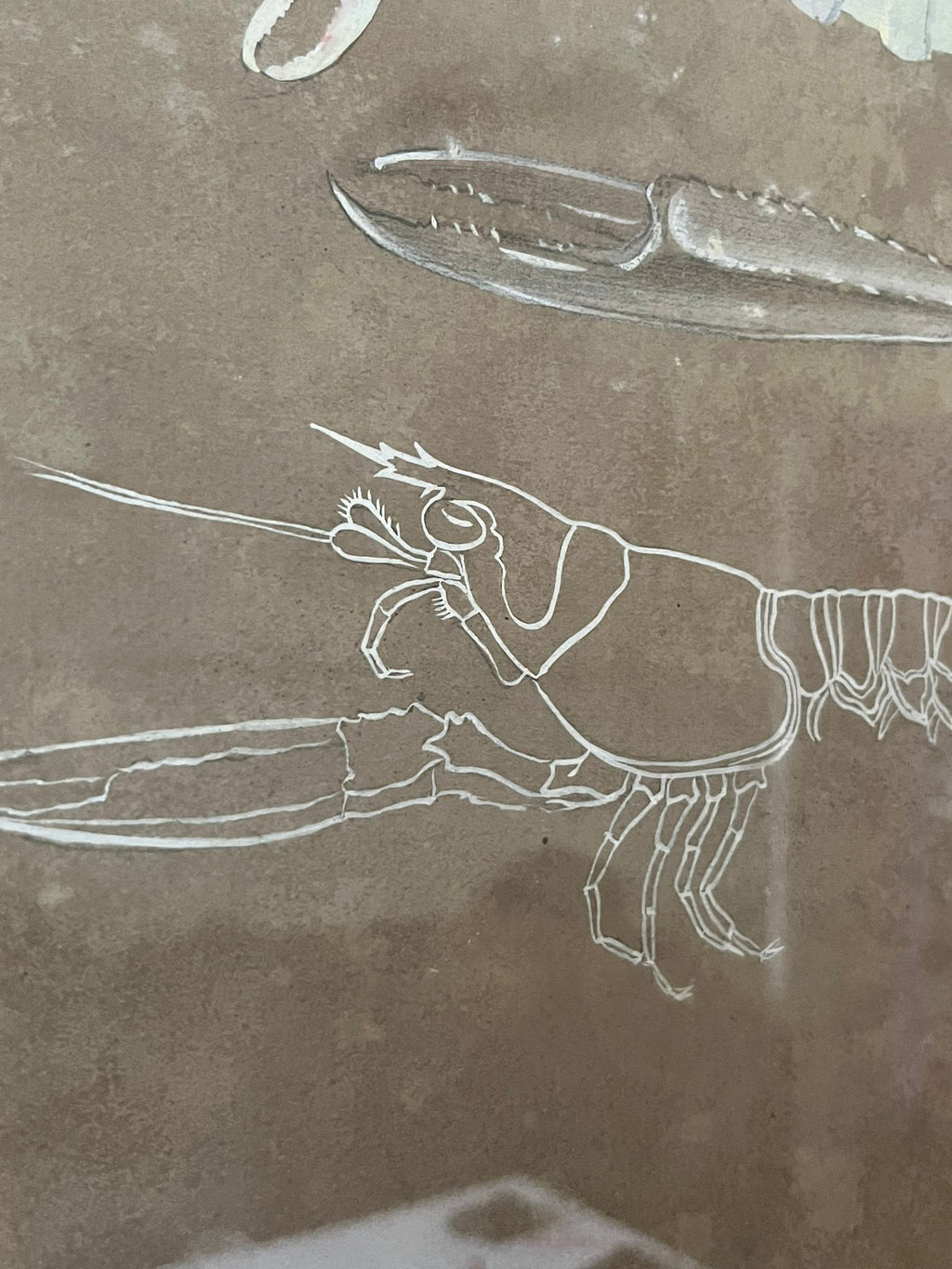 Etude documentaire d'une langoustine par l'artiste Dumant en 1951